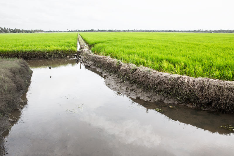 Agriculture below the Sea Level in Kuttanad, Alappuzha district, Kerala - water channel between the inner ring bund surrounding a paddy field and the outer embankment